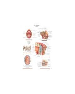 Planche d'anatomie. 13 : La bouche